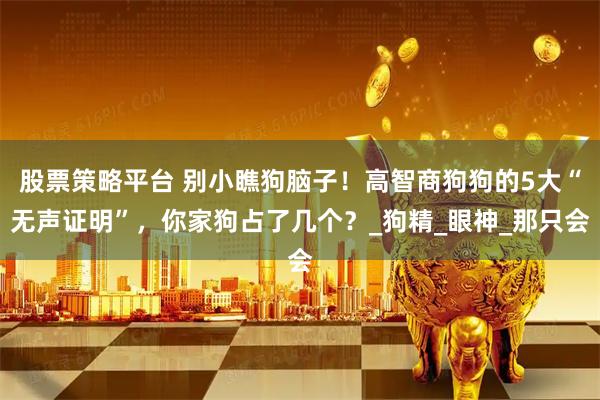 股票策略平台 别小瞧狗脑子！高智商狗狗的5大“无声证明”，你家狗占了几个？_狗精_眼神_那只会